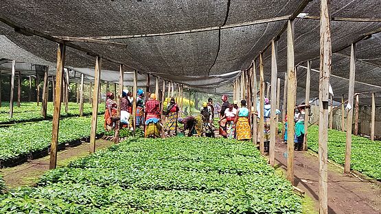Seedlings Multiplication at TaCRI HQs