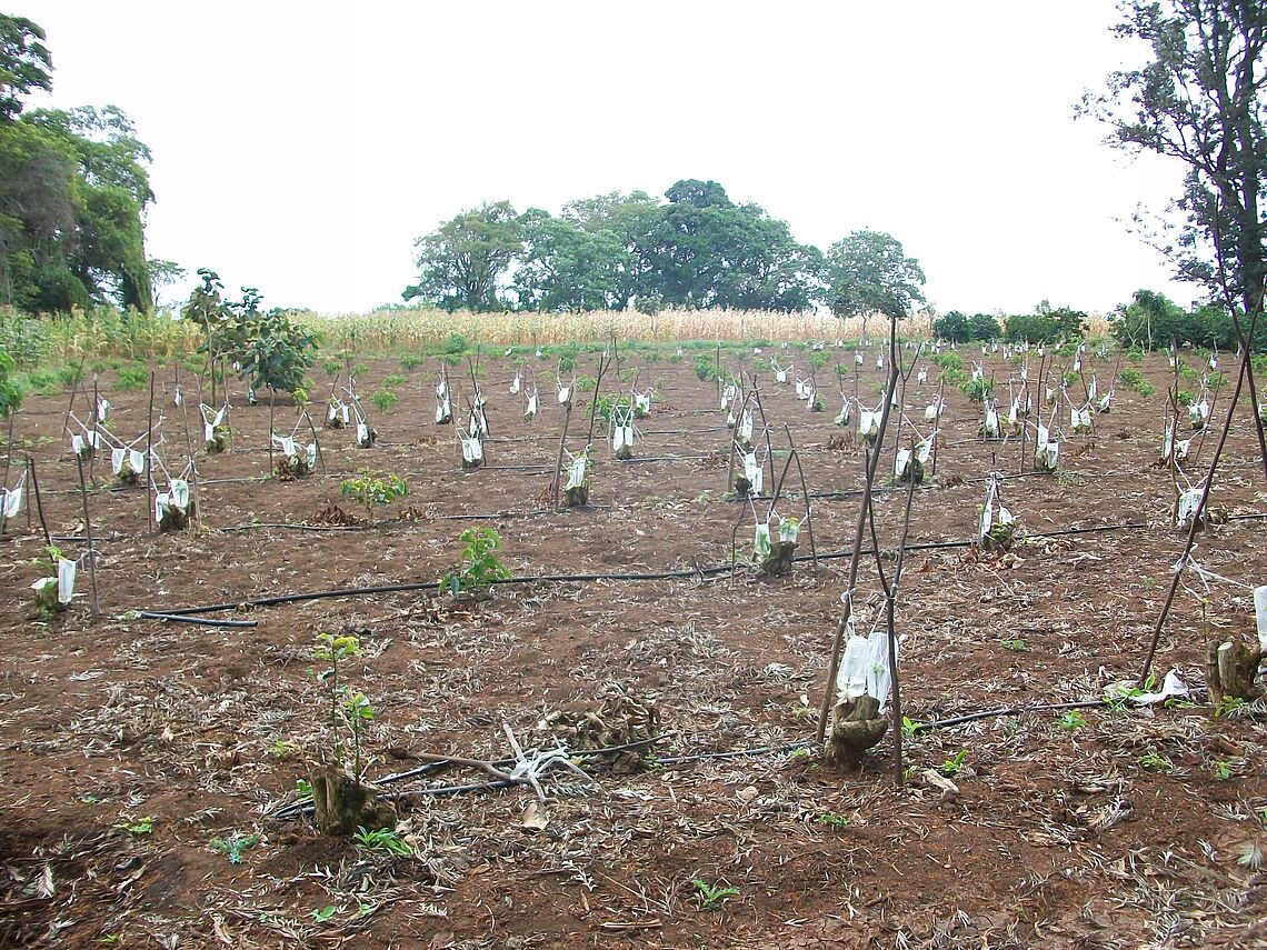 Coffee farm rehabilitation by stumping and grafting with improved coffee varieties