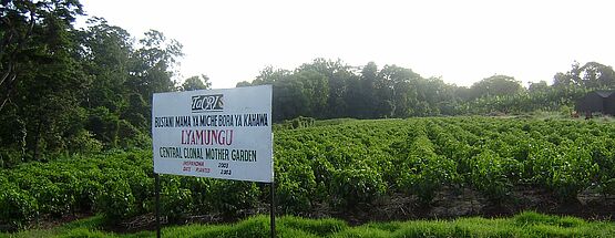 The National Coffee Nursery at Lyamungu and TaCRI HQs