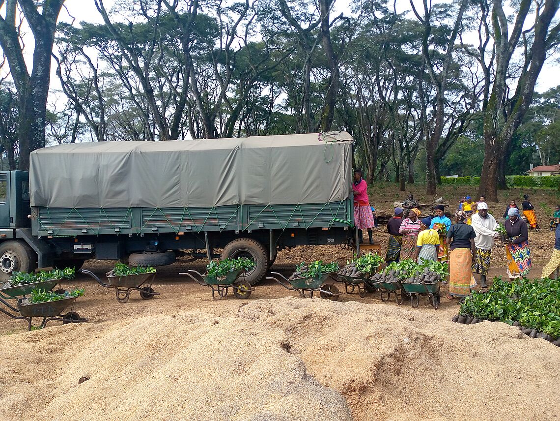 Collecting coffee seedlings from TaCRI HQ to Tarime district for farm renovation and rehabilitation