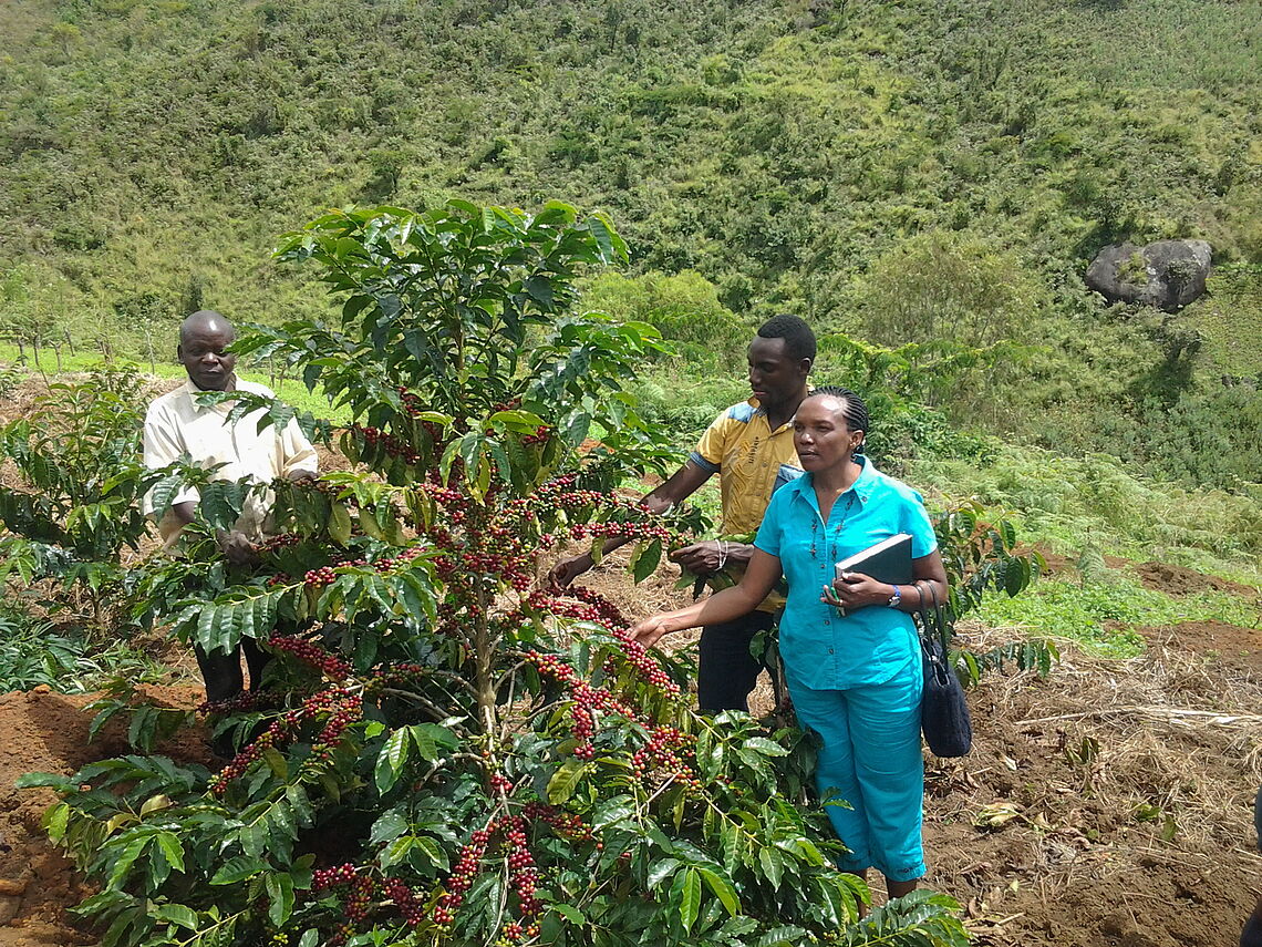 TaCRI's research activities in New area (Mvomero district, Morogoro region)