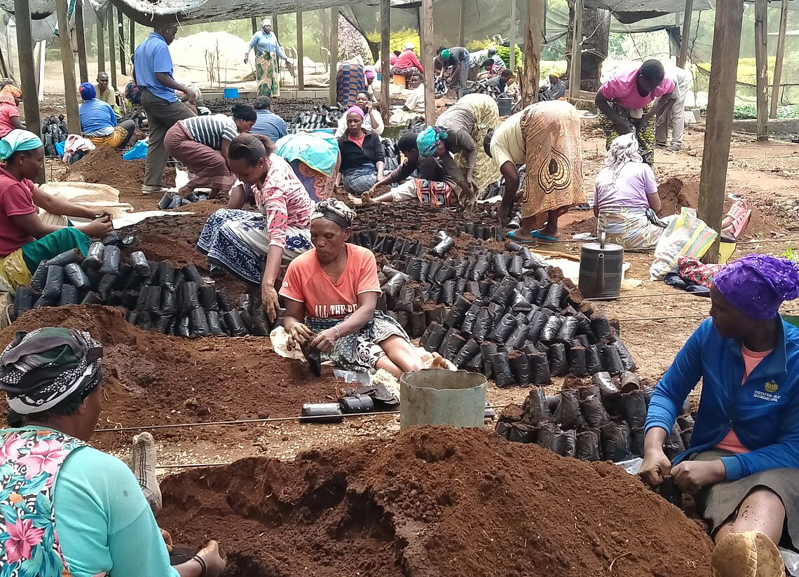 Seedlings Multiplication at TaCRI Sub-station